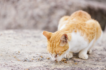 Image showing Street cat eating food