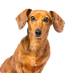 Image showing Dachshund dog