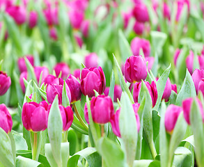 Image showing Purple tulips flower field