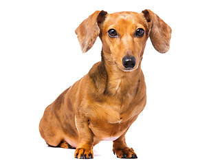 Image showing Dachshund dog isolated on white