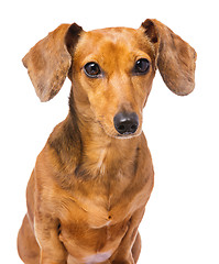 Image showing Dachshund dog portrait