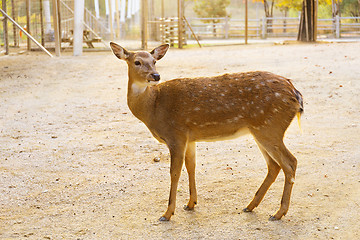 Image showing Female roe deer