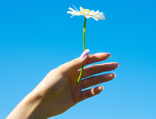 Image showing camomile