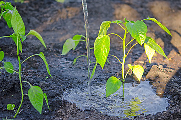 Image showing watering