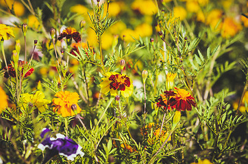 Image showing flowers