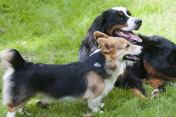 Image showing best friends