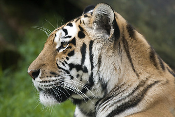 Image showing tiger