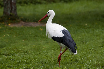 Image showing stork