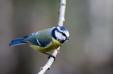 Image showing blue tit