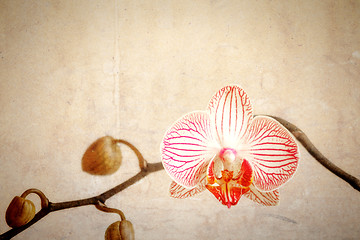 Image showing grunge orchid flower