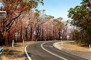 Image showing After bushfire habitat destruction natural disaster