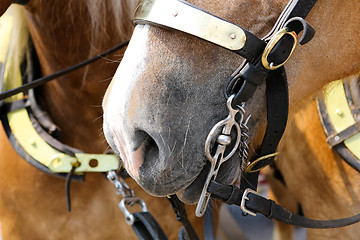 Image showing Bridle bit