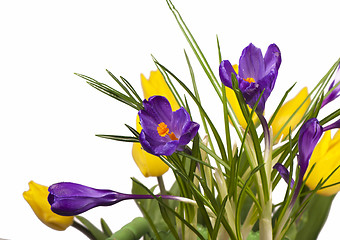 Image showing Crocuses, tulips