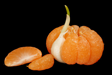Image showing Mandarin with garlic clove