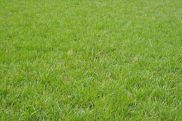 Image showing Spring green grass