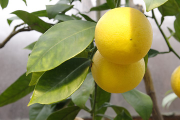 Image showing Lemon branch