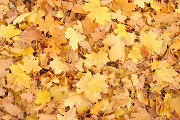 Image showing Fallen maple leaves
