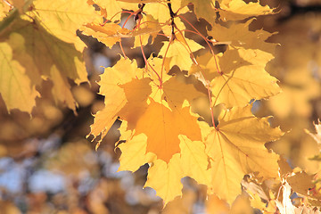 Image showing Branch of maple-tree
