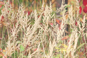 Image showing Dry grass panicles