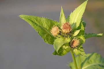 Image showing Thistle stem