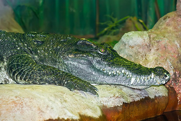 Image showing Crocodile