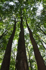 Image showing Green forest