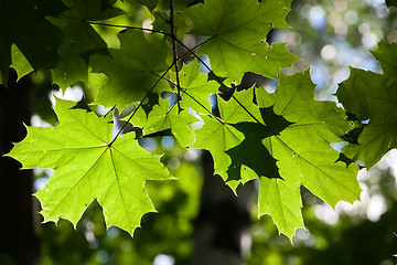 Image showing Leaves background