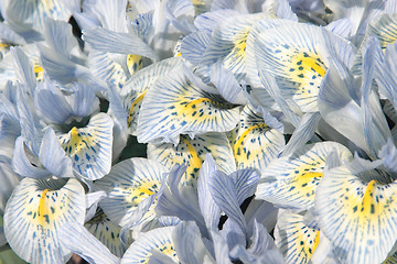 Image showing Irises in spring garden