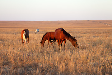 Image showing Horses grazing in pasture