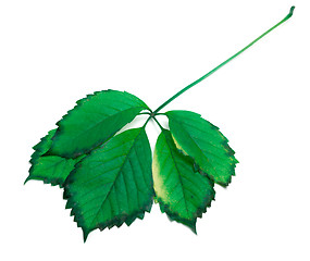 Image showing Green leaf on white background
