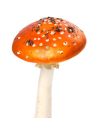 Image showing Red fly agaric mushroom with pieces of dirt