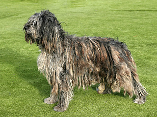 Image showing Portrait of Bergamasco Shepherd dog