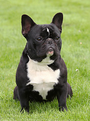 Image showing Black French Bulldog on a meadow