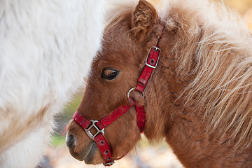 Image showing Detail of brawn young horse