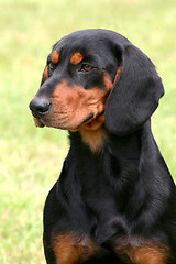 Image showing Black Swiss Hound 