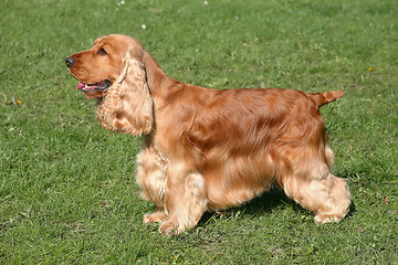 Image showing Red English Cocker Spaniel