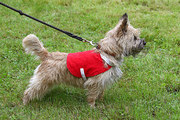 Image showing Cain Terrier on a green grass lawn