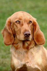 Image showing Portrait of German Spaniel