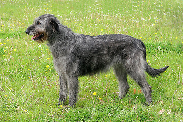 Image showing Typical grey Irish Wolfhound 