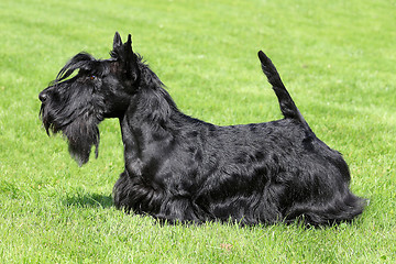 Image showing Black Scottish Terriet in a summer garden