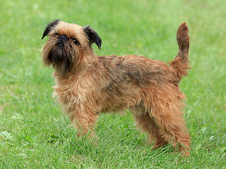Image showing Typical Griffon Bruxellois dog