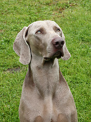 Image showing Detail of Weimartaner Short Haired dog