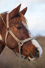 Image showing Detail of race horse