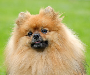 Image showing Detail of Pomeranian dog