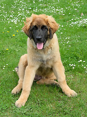Image showing Leonberger dog on a meadow