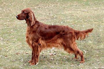 Image showing Typical Iris Setter