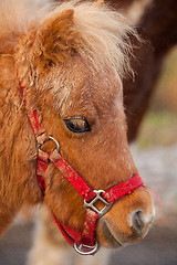 Image showing Detail of brawn young horse