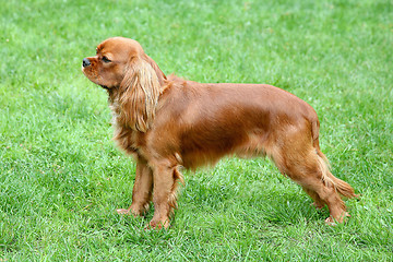 Image showing Cavalier King Charles Spaniel