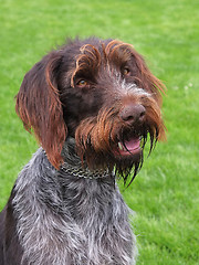 Image showing Portrait of Bohemian Wire-haired Pointing Griffon