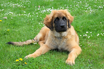 Image showing Leonberger dog on a meadow